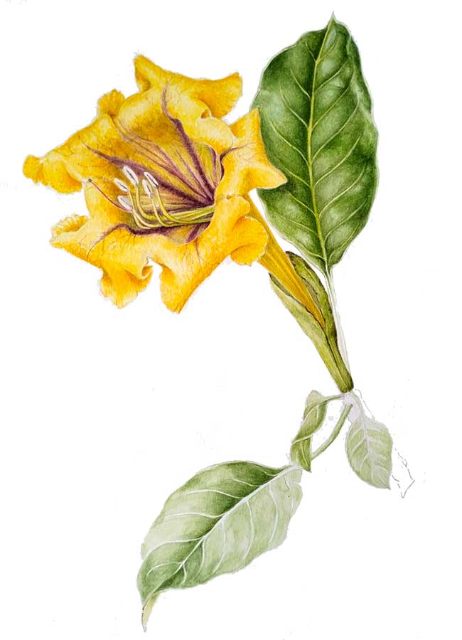 gladiolo-pittura-botanica